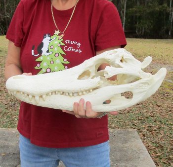  Real Florida Alligator Skull, 22 inches