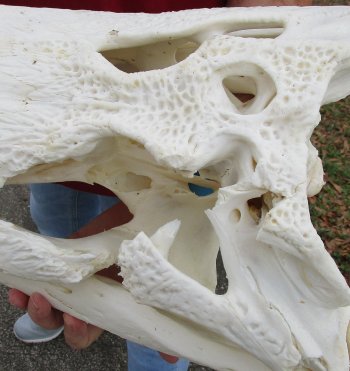  Real Florida Alligator Skull, 22 inches