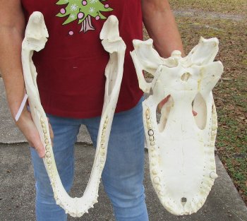  Real Florida Alligator Skull, 22 inches