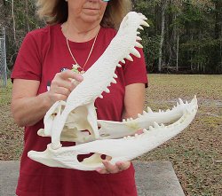  Real Florida Alligator Skull, 19 inches