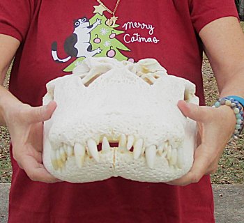  Real Florida Alligator Skull, 19 inches