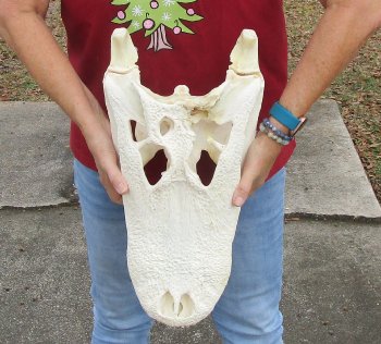  Real Florida Alligator Skull, 19 inches