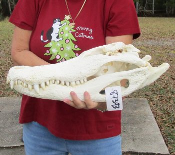  Real Florida Alligator Skull, 19 inches