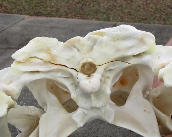  Real Florida Alligator Skull, 19 inches