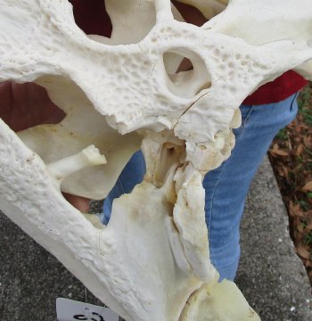  Real Florida Alligator Skull, 19 inches