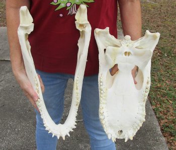  Real Florida Alligator Skull, 19 inches