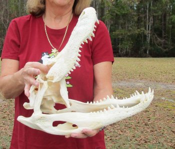  Real Florida Alligator Skull, 17-1/2 inches