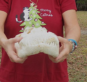  Real Florida Alligator Skull, 17-1/2 inches