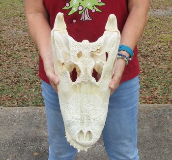  Real Florida Alligator Skull, 17-1/2 inches