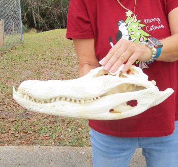  Real Florida Alligator Skull, 17-1/2 inches