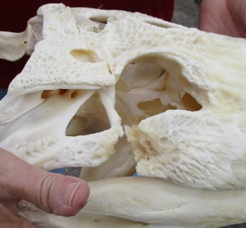  Real Florida Alligator Skull, 17-1/2 inches