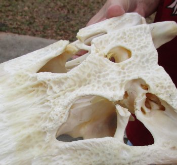  Real Florida Alligator Skull, 17-1/2 inches