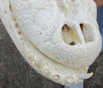  Real Florida Alligator Skull, 17-1/2 inches