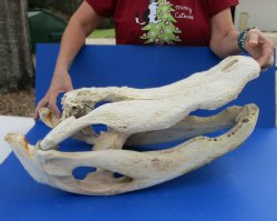 Real Florida Alliga...