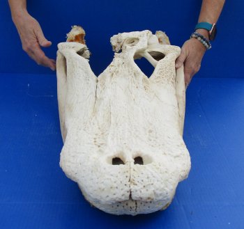  Real Florida Alligator Skull, 26 inches