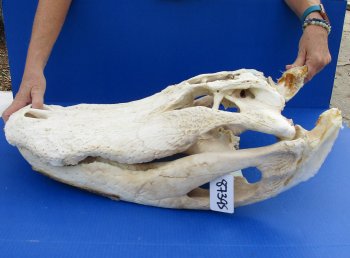  Real Florida Alligator Skull, 26 inches
