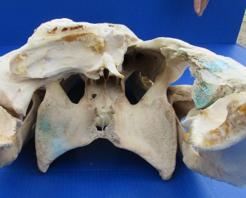  Real Florida Alligator Skull, 26 inches