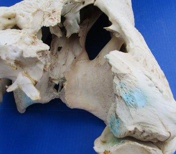  Real Florida Alligator Skull, 26 inches