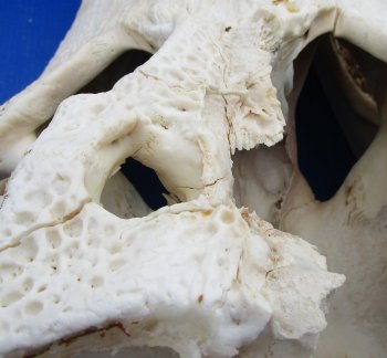  Real Florida Alligator Skull, 26 inches