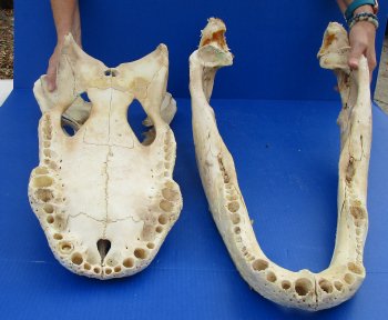  Real Florida Alligator Skull, 26 inches