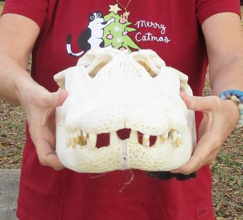 B-Grade Real Florida Alligator Skull, 18 inches