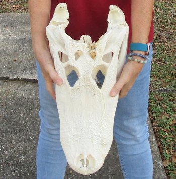 B-Grade Real Florida Alligator Skull, 18 inches