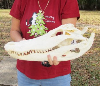 B-Grade Real Florida Alligator Skull, 18 inches