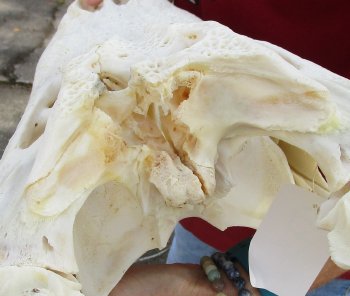 B-Grade Real Florida Alligator Skull, 18 inches