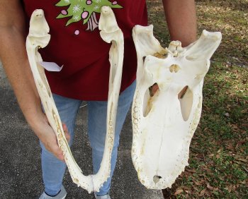 B-Grade Real Florida Alligator Skull, 18 inches