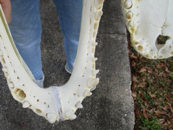 B-Grade Real Florida Alligator Skull, 18 inches