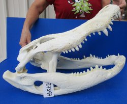 B-Grade Real Florida Alligator Skull, 24-1/2 inches