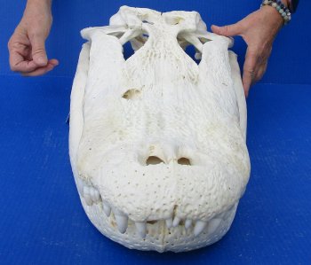 B-Grade Real Florida Alligator Skull, 24-1/2 inches