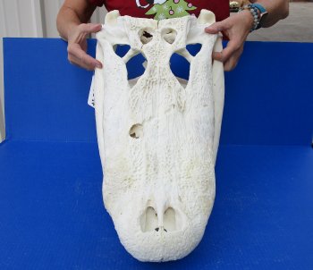 B-Grade Real Florida Alligator Skull, 24-1/2 inches