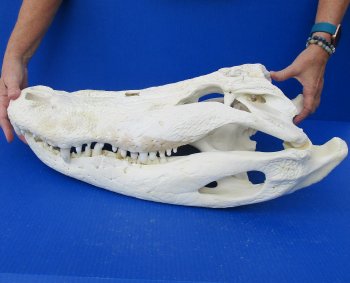 B-Grade Real Florida Alligator Skull, 24-1/2 inches