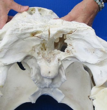 B-Grade Real Florida Alligator Skull, 24-1/2 inches