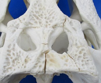 B-Grade Real Florida Alligator Skull, 24-1/2 inches