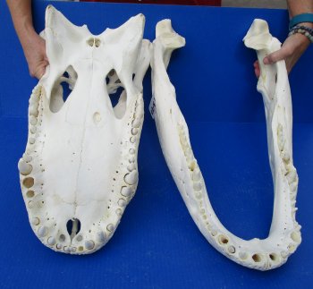 B-Grade Real Florida Alligator Skull, 24-1/2 inches