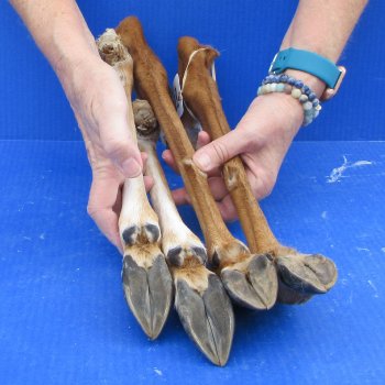 Four Preserved Deer Legs, 13" to 16" 