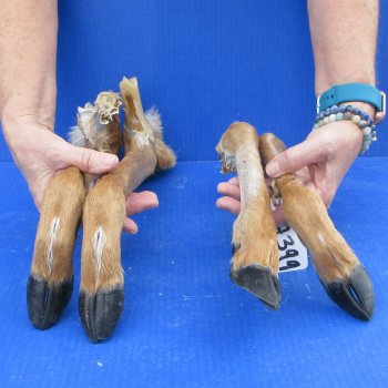 Four Preserved Deer Legs, 13" to 16" 