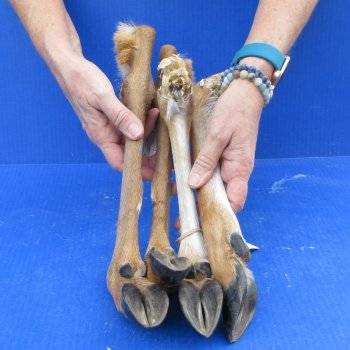 Four Preserved Deer Legs, 13" to 16" 