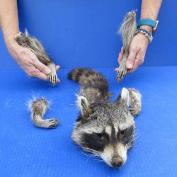 Preserved Raccoon Head with Tail and 4 Legs 