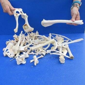 4lb Assorted Bones 