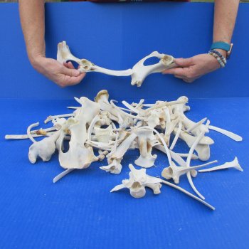 4lb Assorted Bones 