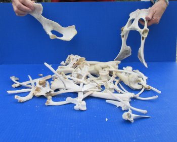 4lb Assorted Bones 