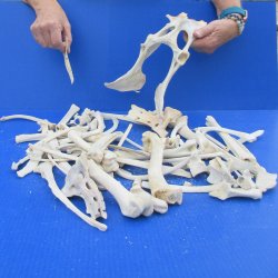 4lb Assorted Bones 