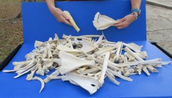 #2 Grade 10lbs of Assorted Bones 