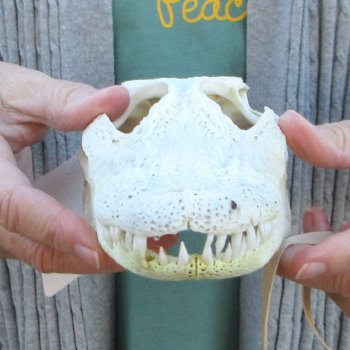 Real Florida Alligator Skull, 9 inches