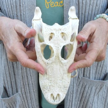 Real Florida Alligator Skull, 9 inches