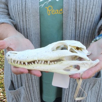 Real Florida Alligator Skull, 9 inches