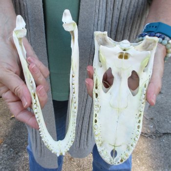 Real Florida Alligator Skull, 9 inches